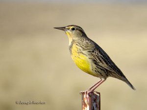 Western Meadowlark