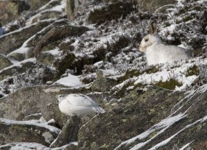 ptarmigan and mountain hare together on patchy snow and rocks