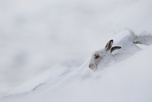mountain hare looking warm in deep snow and freezing winds