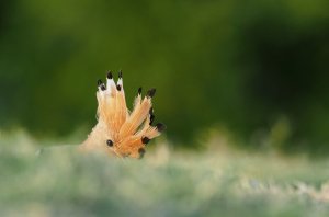 SF Hoopoe