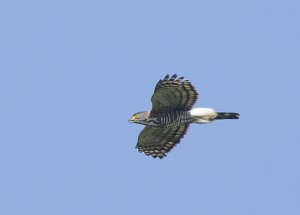 Crested Goshawk