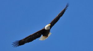 Bald eagle