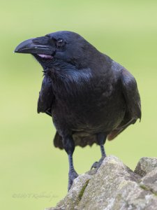 Raven