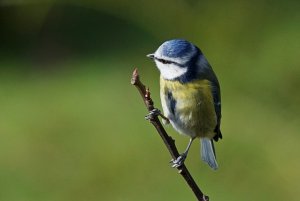 Blue Tit