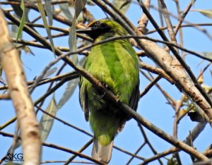 Gold Fronted Leafbird
