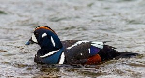 Harlequin Duck