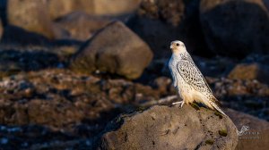 Gyrfalcon  (White Morph)