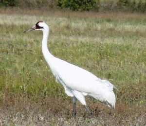 Whooping Crane