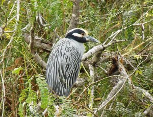 Yellow-Crowned Night Heron