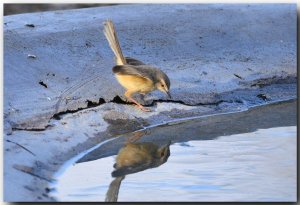 Tawny-flanked Prinia