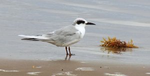 Forster's Tern