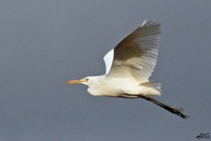Cattle Egret In Flight