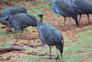 Vulturine Guineafowl