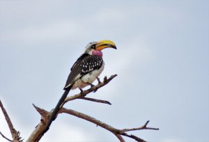 Eastern Yellow Billed Hornbill