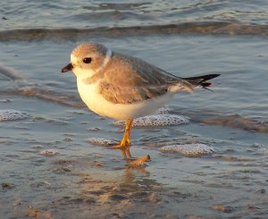 Piping Plover