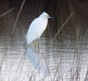 Snowy Egret