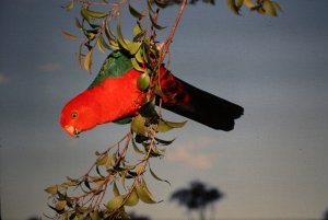 Australian King Parrot