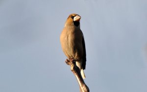 Hawfinch