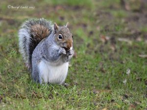 Grey Squirrel