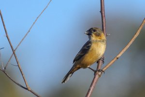 Rusty-collared Seedeater