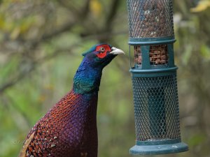 pheasant