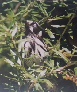 New Holland Honeyeater