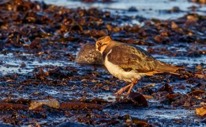 Northern Lapwing