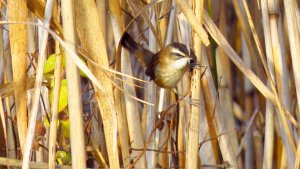 Moustached Warbler