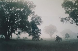 Giants in the Mist