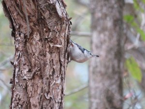 White Breasted Nuthatch