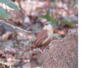 Carolina Wren