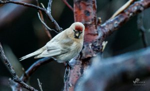 Mealy Redpoll