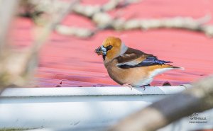 Hawfinch