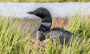 Northern Diver