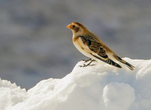 snow bunting