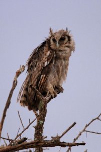 Verreaux's Eagle Owl