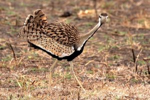 Black-bellied Bustard displaying