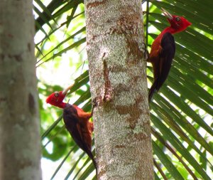 Red-necked Woodpeckers