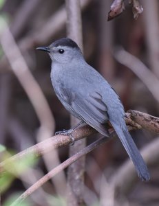 Gray_Catbird7