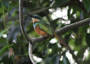 Rufous - tailed Jacamar (female)