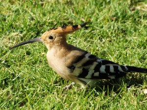 Hoopoe