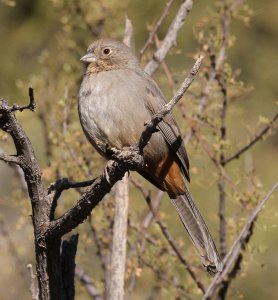 Canyon Towhee