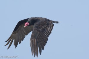 Turkey Vulture - Gallinazo o Jote Cabeza Colorada