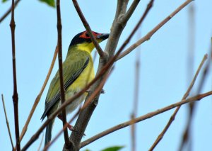 Australasian Figbird