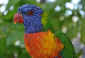 Rainbow Lorikeet