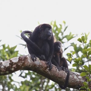 Mantled Howler Monkey (female and young)