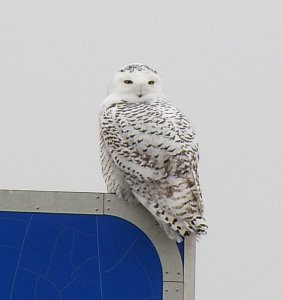 Snowy Owl