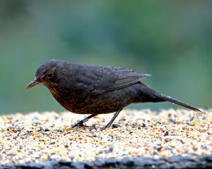 Blackbird(F)