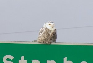 Snowy Owl