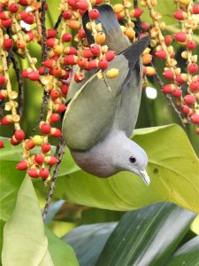 Pink-necked Green Pigeon, male